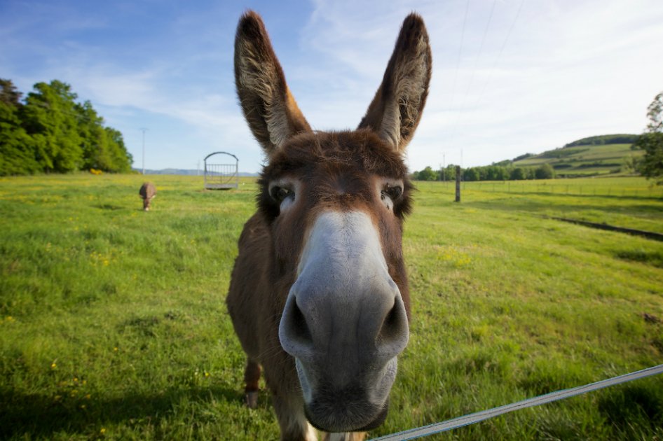 Estudian el cáncer de pene y sexo con animales en Colombia