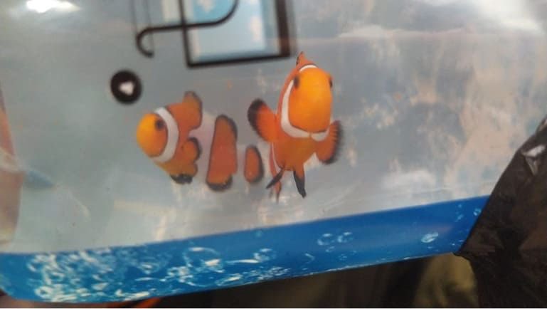 Se recuperaron 13 animales marinos que eran movilizados ilegalmente en Bogotá