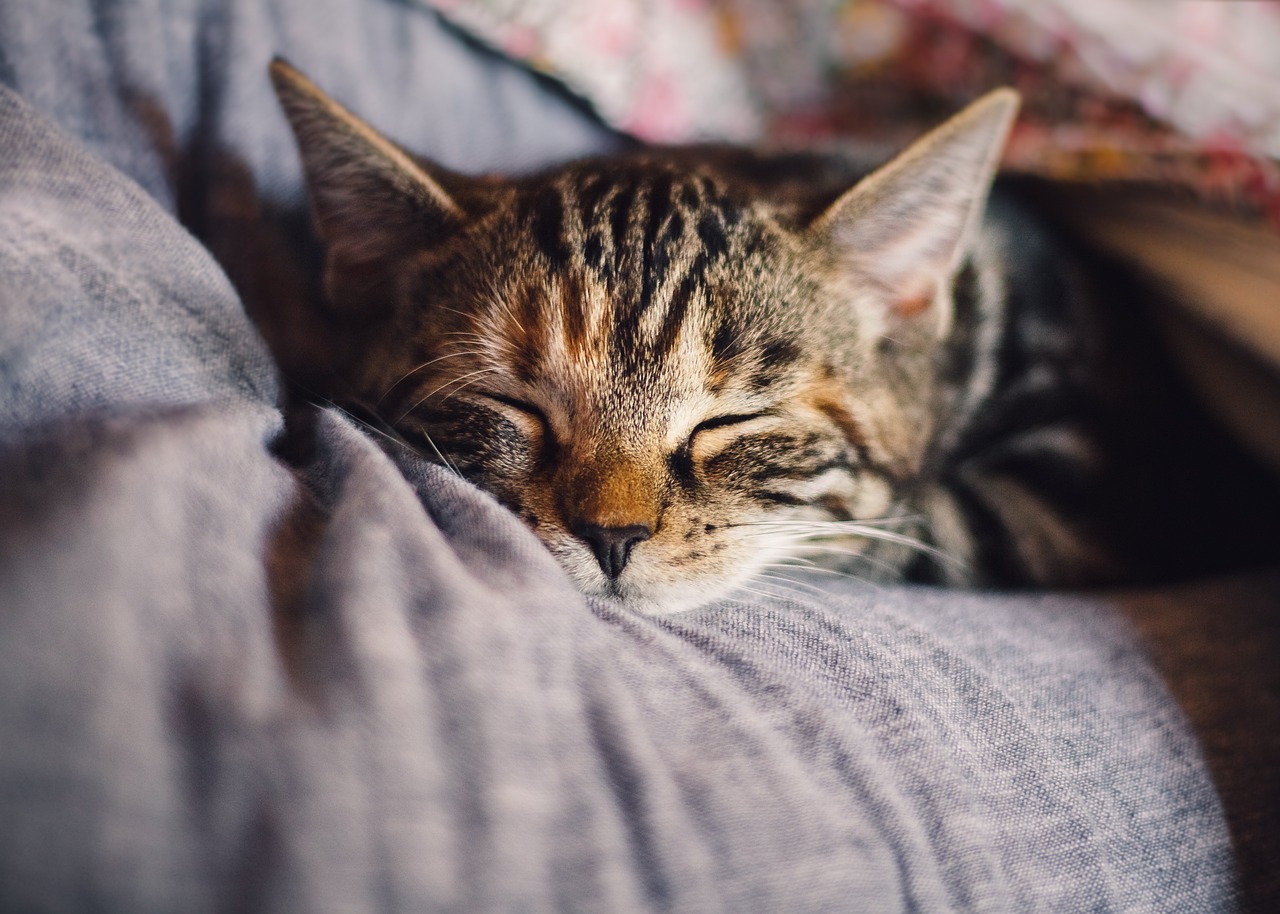 ¿Su gato lo despierta en la madrugada?: experta revela la verdadera razón