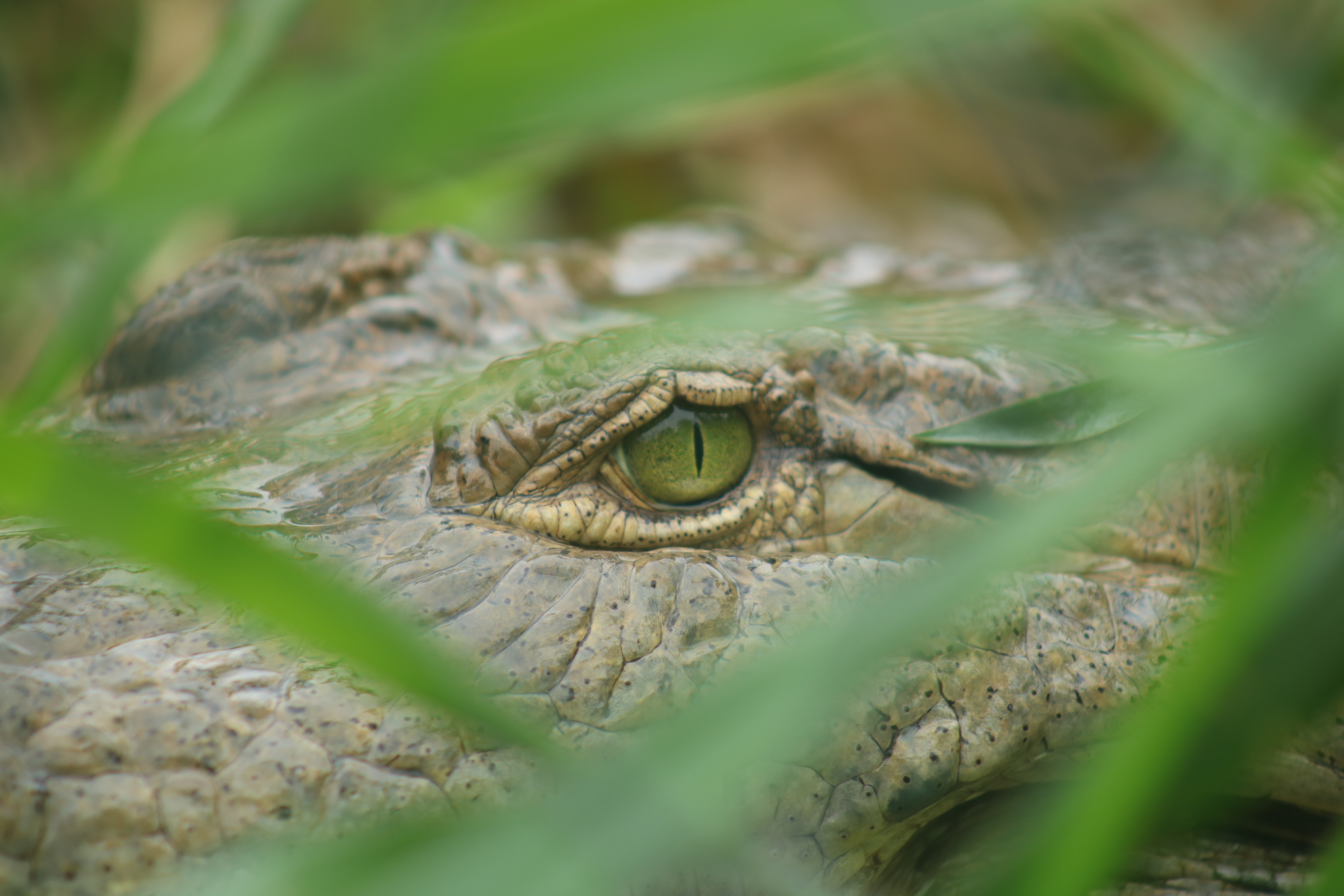Imagen de un ejemplar del cocodrilo del Orinoco, en Unillanos.