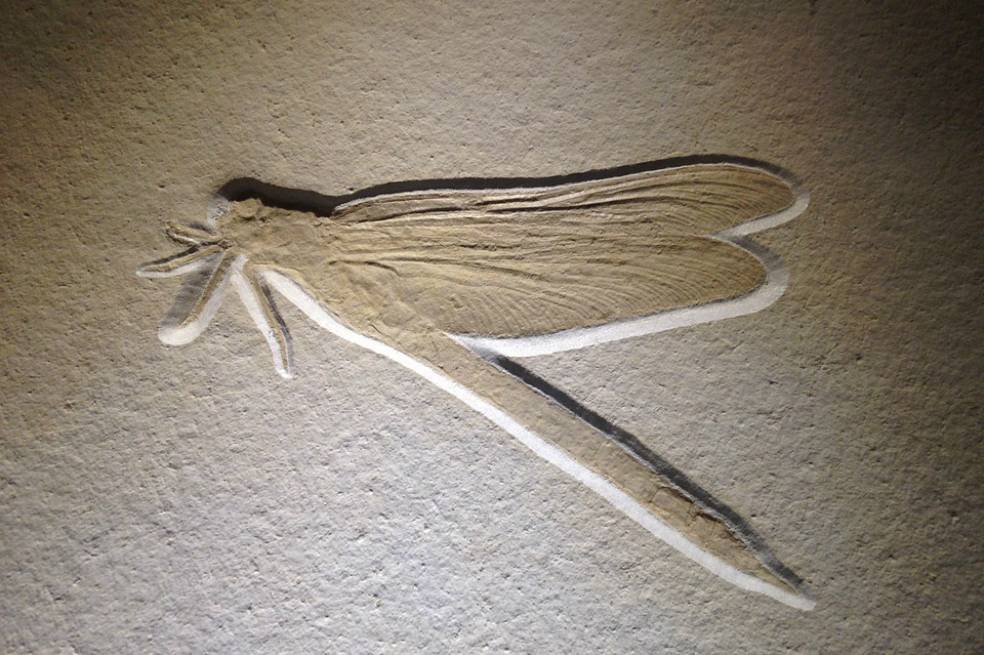 El hombre que inmortaliza los insectos