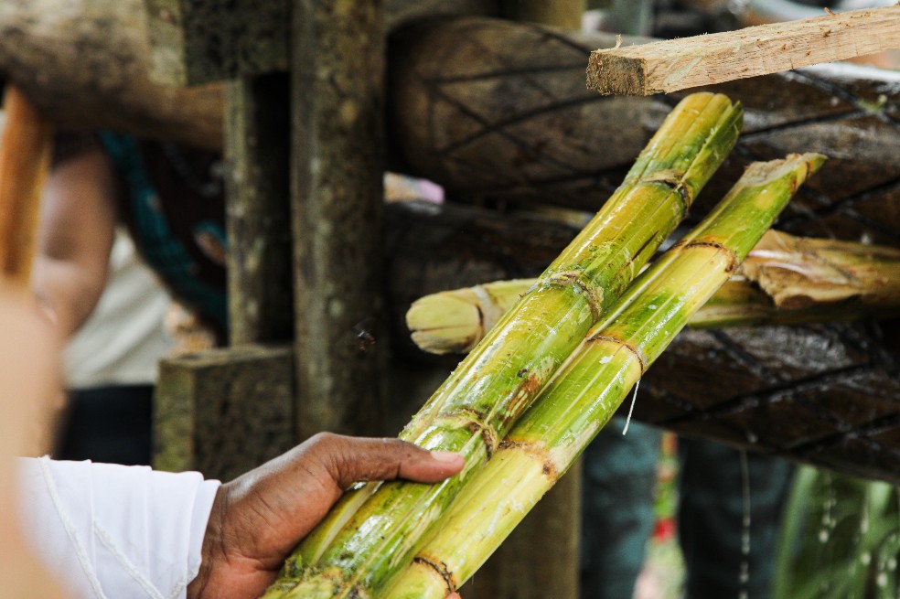 Viajamos a Buenaventura a conocer cómo se realiza el Viche, una bebida ancestral.
