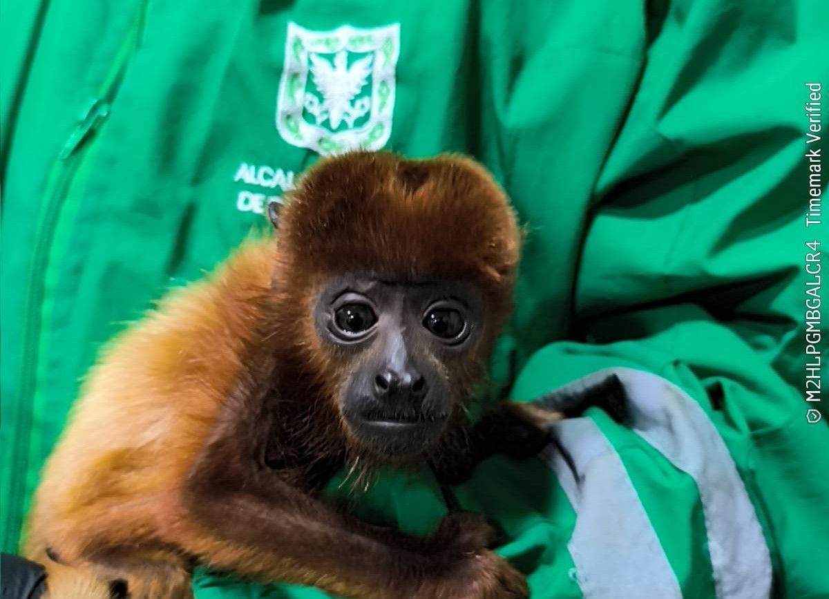 Rescatan a mono aullador que era tenido como mascota en un apartamento de Bogotá