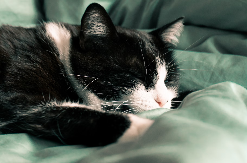 Stevie, la gata sin ojos que encontró la forma de llamar la atención de su dueña
