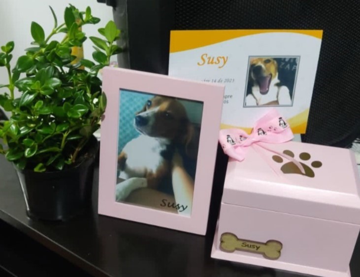 Falso veterinario habría provocado la muerte de una canina y sus dos cachorros