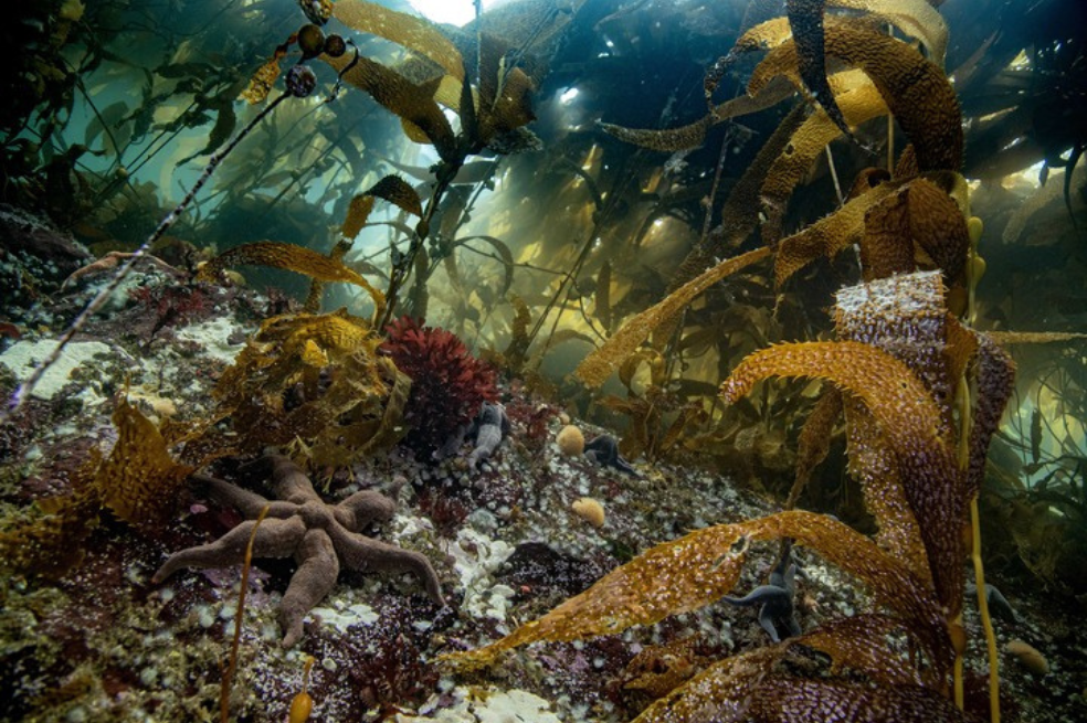 El impacto, hasta ahora desconocido, de la pesca de arrastre en la contaminación mundial