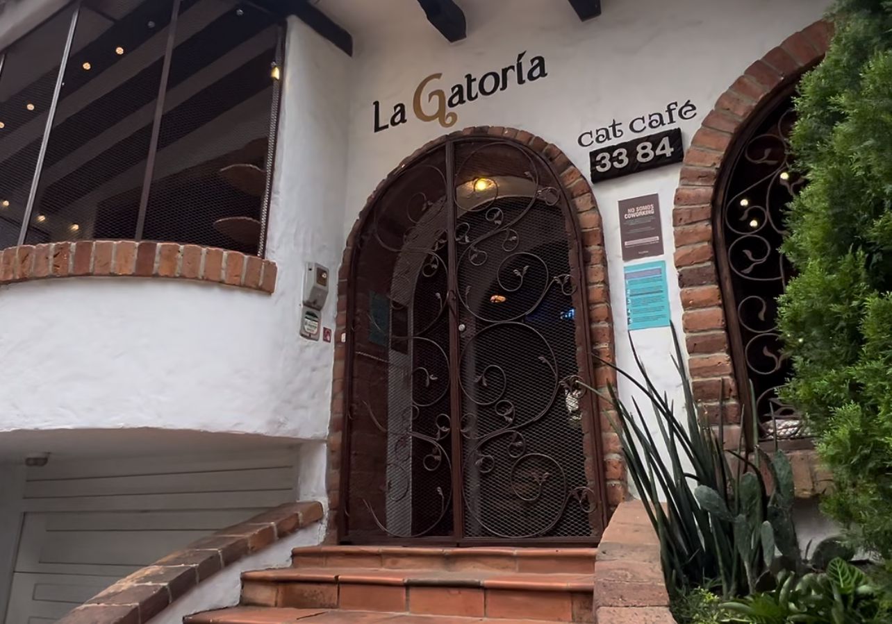 Un cafecito en compañía de gatos: así funciona La Gatoria, un catcafé en Medellín