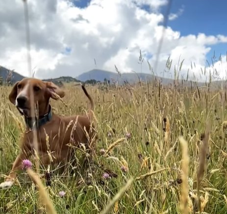 Perro de actores corre en el campo.