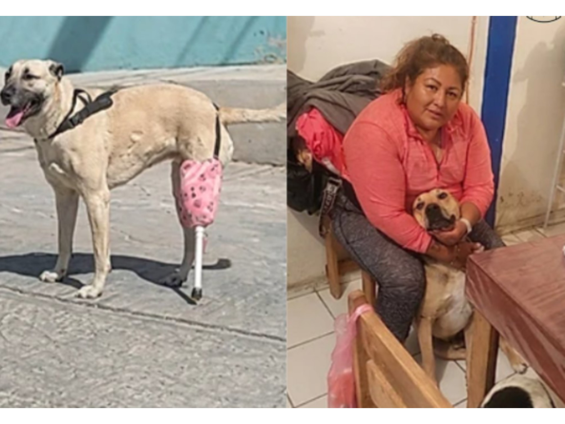 Perrita perdió una pata y su familia le construyó una prótesis con el palo de una escoba