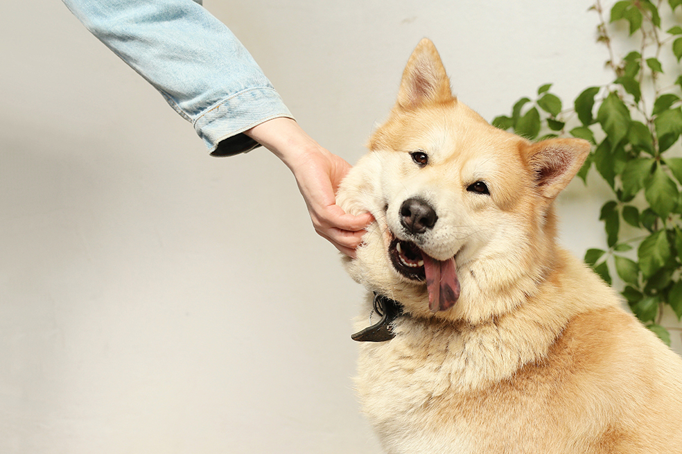 ¡Por tu voz! Así es que te reconoce tu perro, más que por tu olor