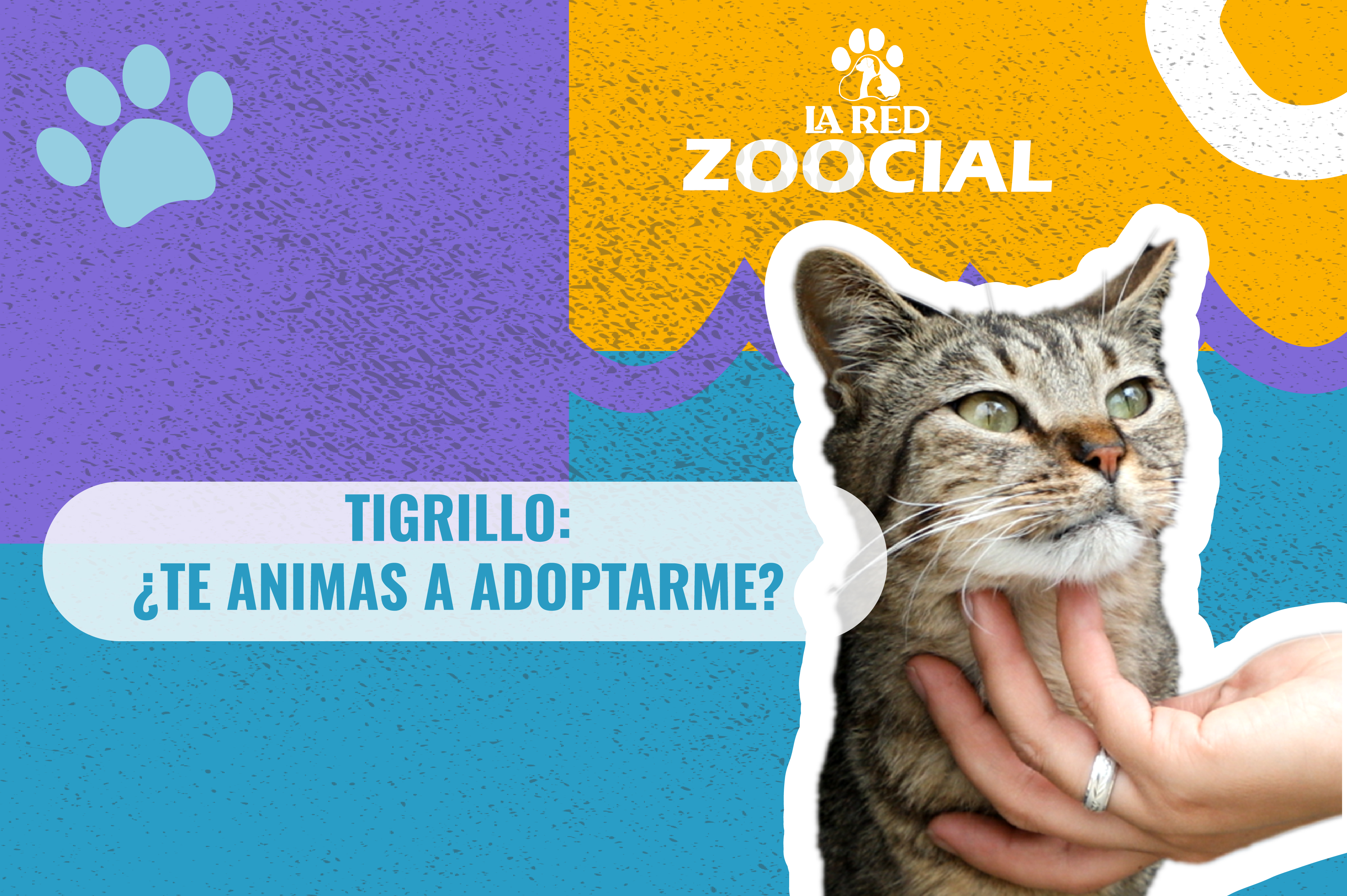 (Video) Soy Tigrillo, un gatito de 6 años, ¿te animas a adoptarme?