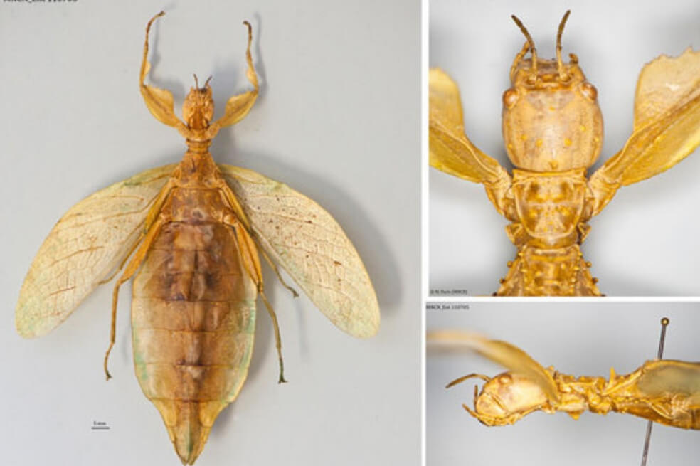 Phyllium regina, la nueva especie de insecto hoja descrita tras un siglo de ser colectada