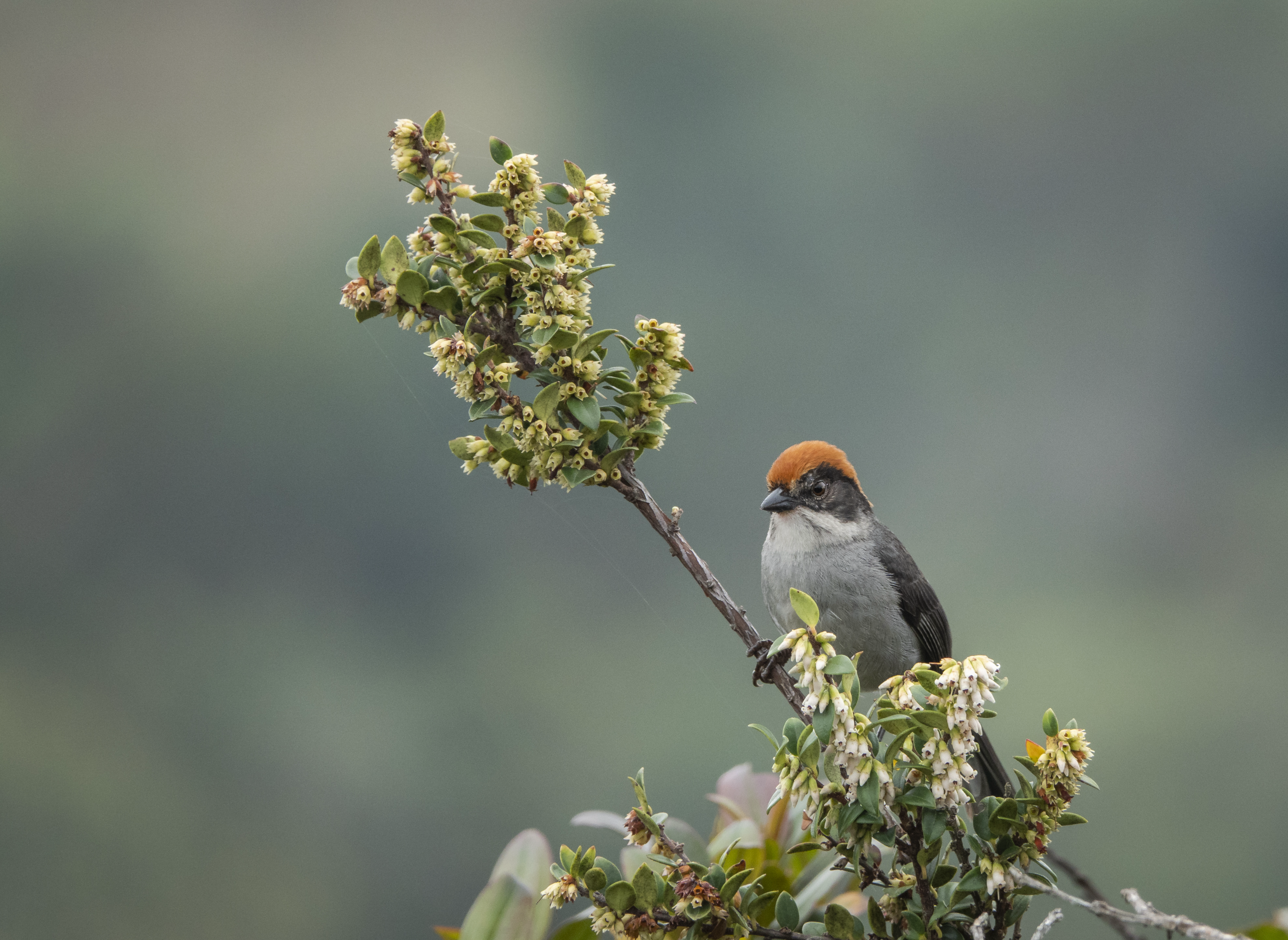 Fotos: esta es la especie de ave más paisa del mundo