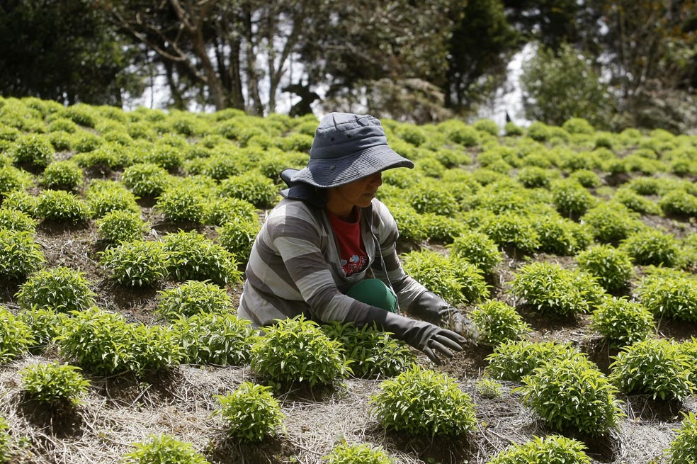 Presentan proyecto de ley para otorgar alivios a productores agrícolas