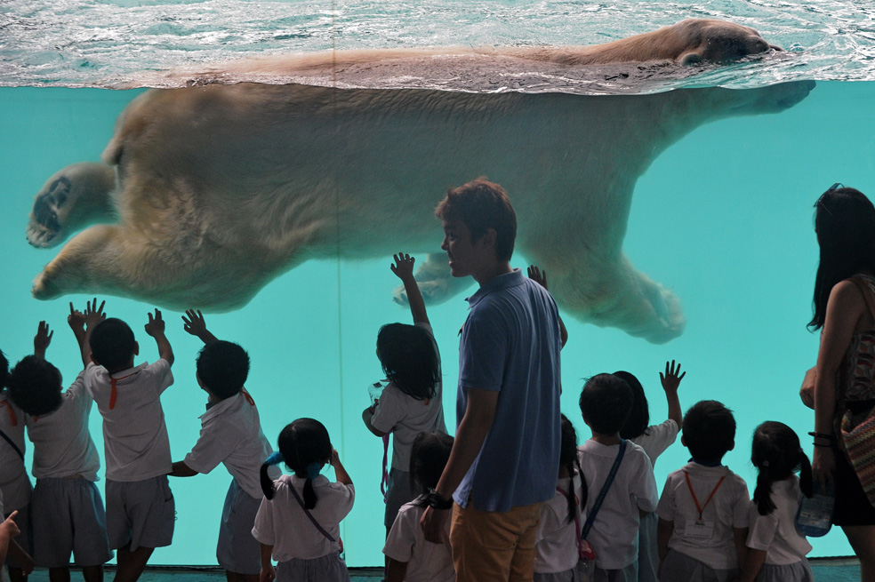 Inuka, el oso polar famoso en Singapur
