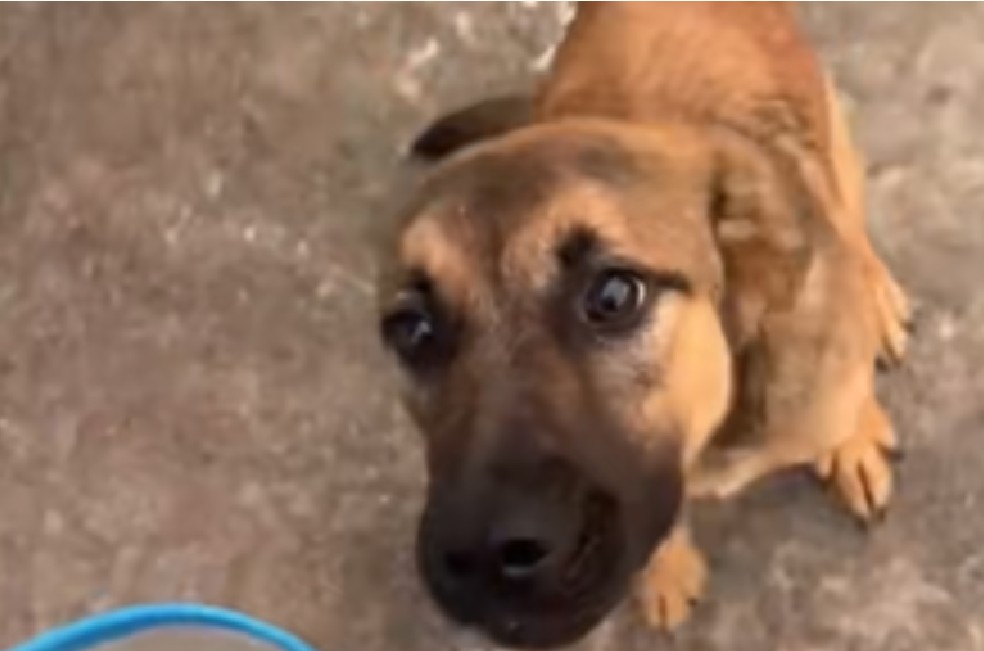 La historia detrás del video de Moon, la perrita abandonada en una gasolinera