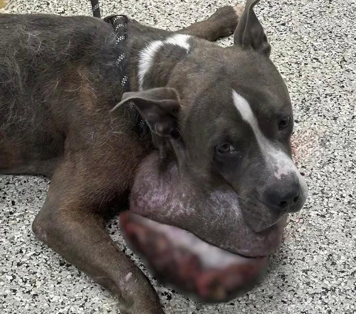 King, el perro que fue abandonado por tener un tumor de 3 kilos en la cara