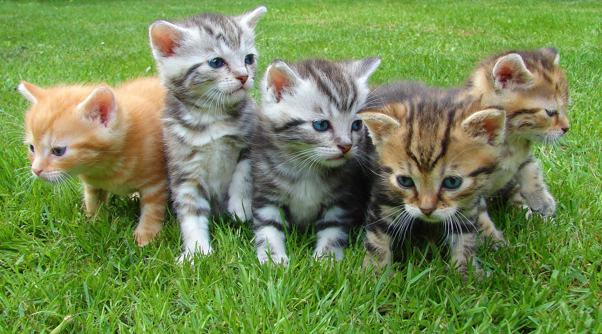 ¿Qué raza tienen los gatos más pequeños del mundo?