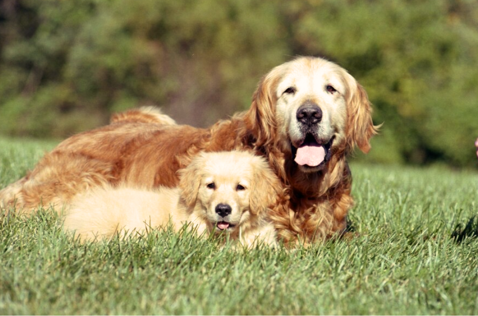 ¿A qué edad un perro se considera adulto y en qué cambia?