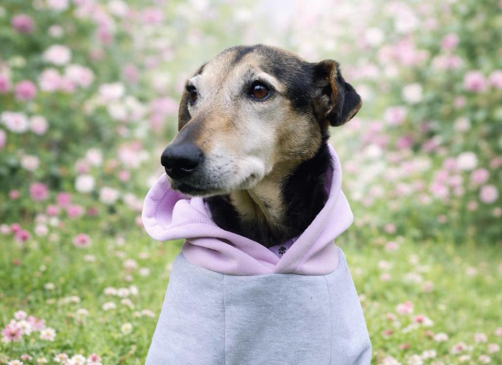 Bella, perrita de 10 años que fue rescatada en un caño, busca un hogar