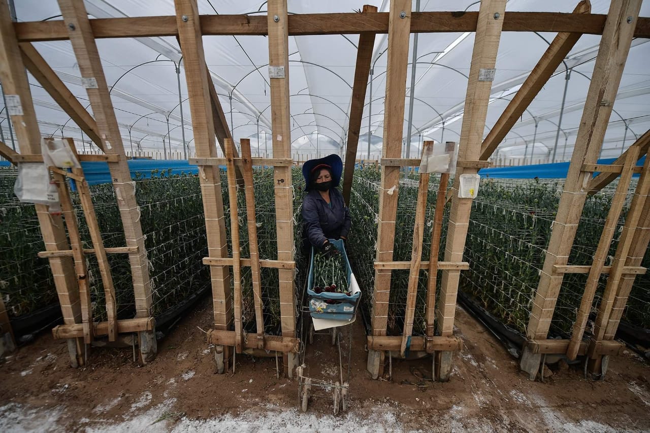 Trabajo en cultivo de flores