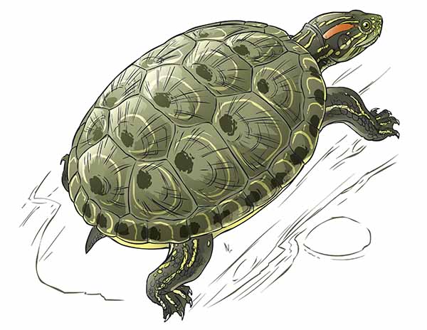 Ilustración de una tortuga hicotea, un animal sagrado para los indígenas del Caribe