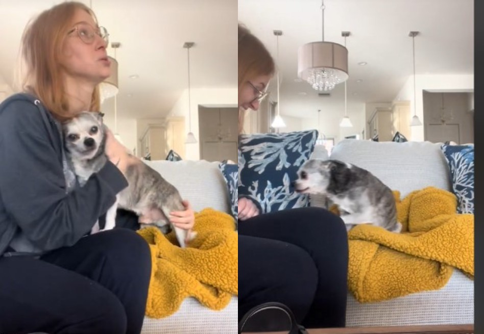 En video: mujer viajó 18 horas para reunirse con su mascota tras un mes separados