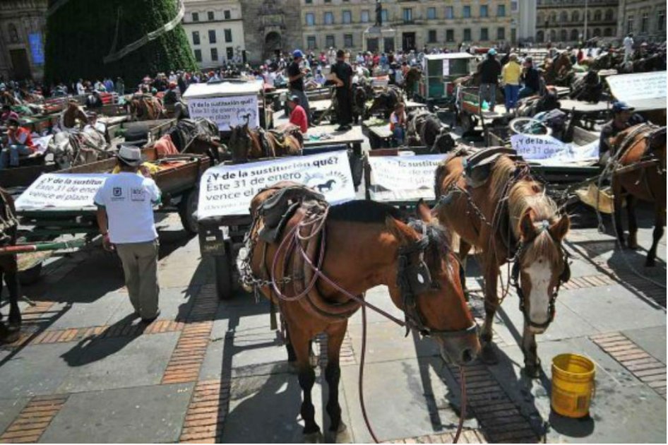 Caballos que fueron utilizados en ‘zorras’ ya pueden ser adoptados