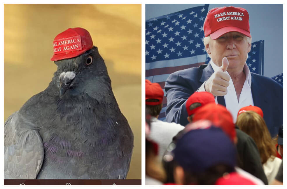 El misterio de las palomas, con gorras de Donald Trump, que vuelan en Las Vegas