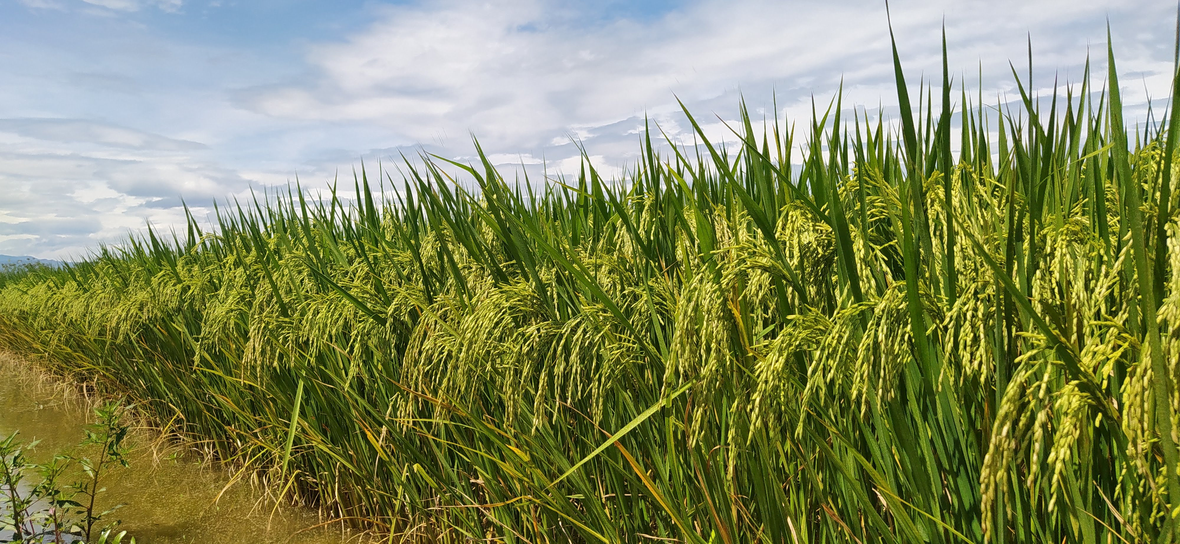 Fedearroz alerta por impacto de crisis global en costos y producción de arroz