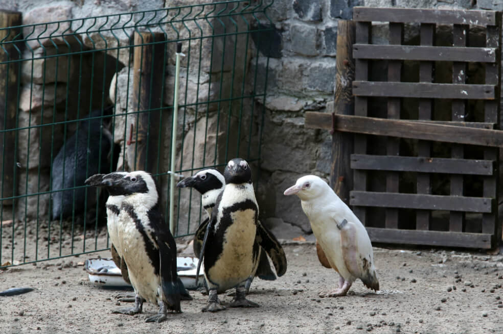 El insólito pingüino albino que nació en zoológico de Polonia