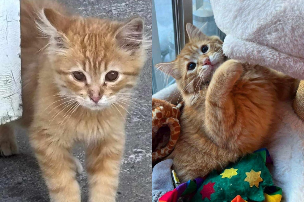 Este gatito siguió a otros gatos buscando comida y su vida cambió por completo
