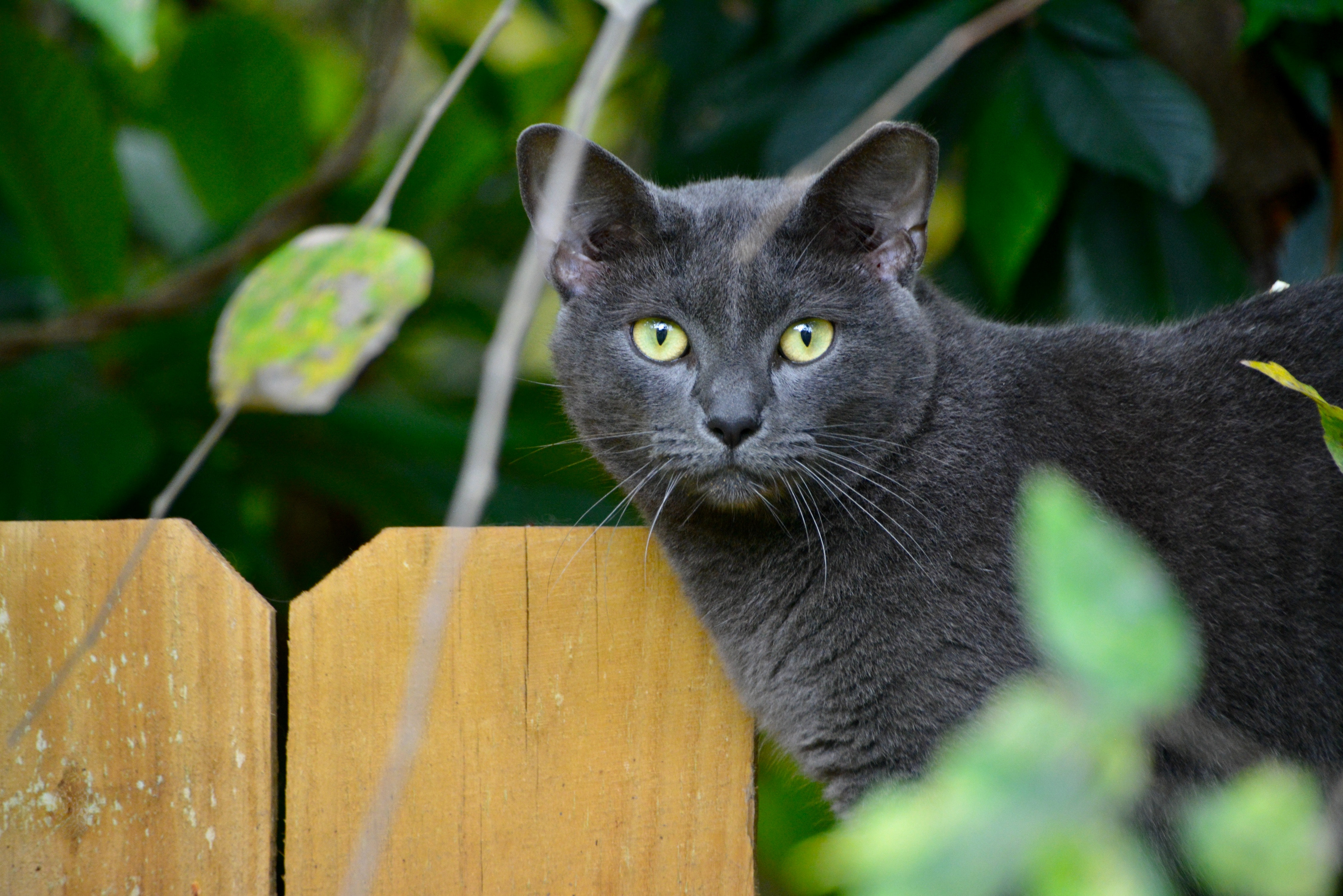 Gato azul ruso