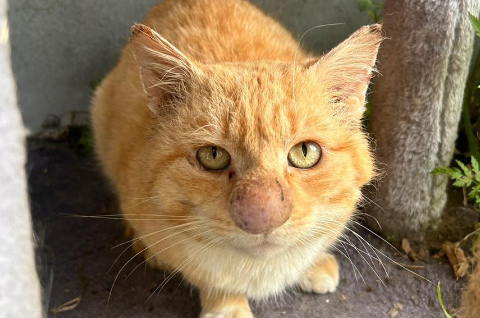 La historia de Barney, el gato “narizón” que se roba la atención en el refugio