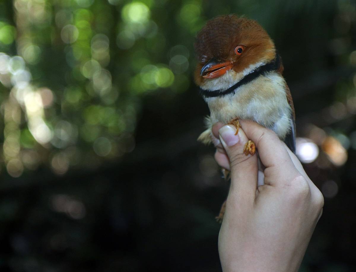 Algunas aves del Amazonas han reducido su tamaño debido al cambio climático