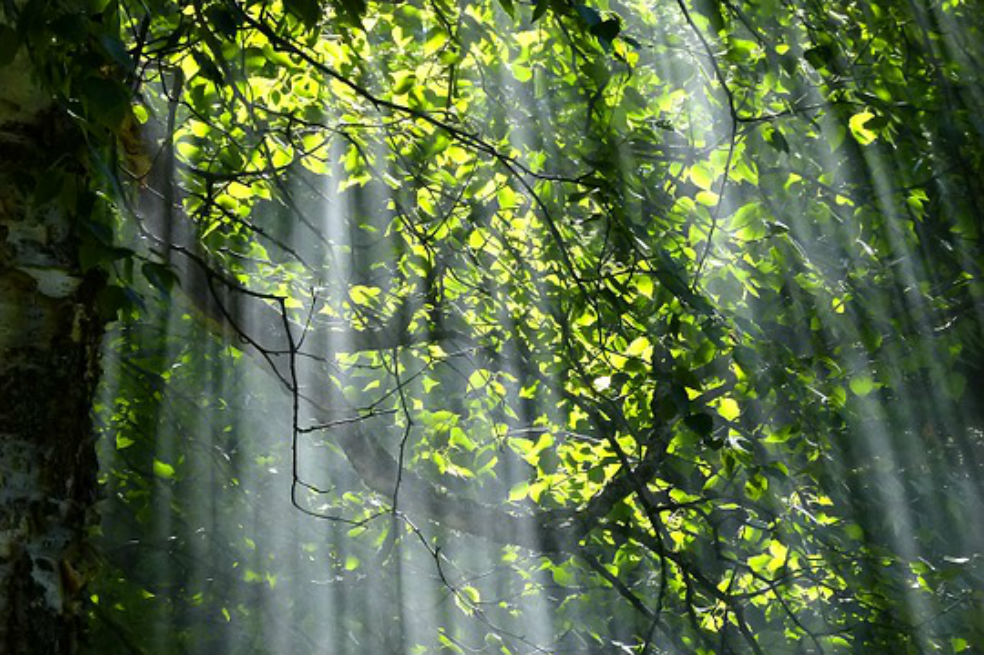 China estudia sus bosques de ciudad como lucha contra la contaminación
