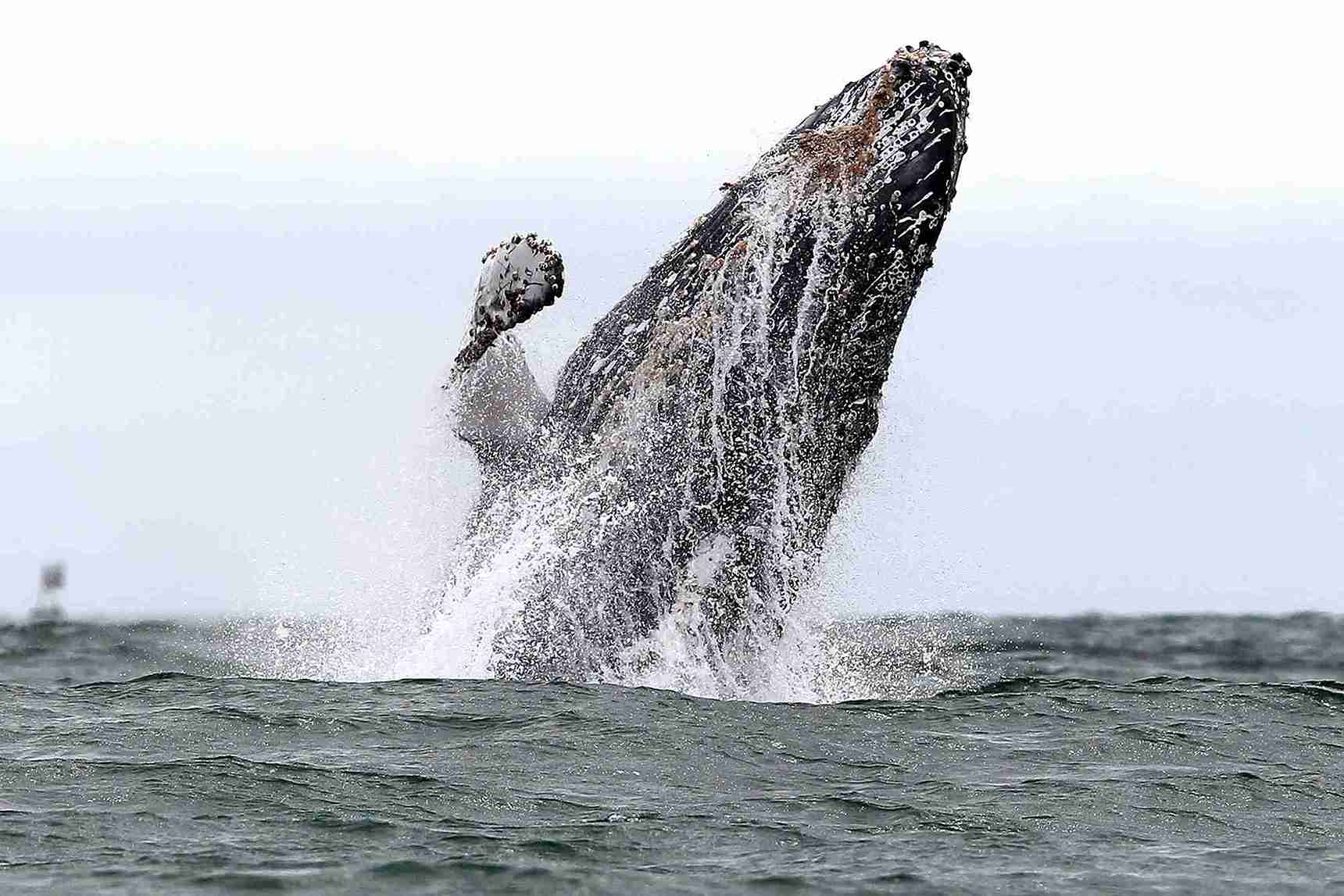 Avistamiento de ballenas en Colombia: una apuesta al turismo responsable
