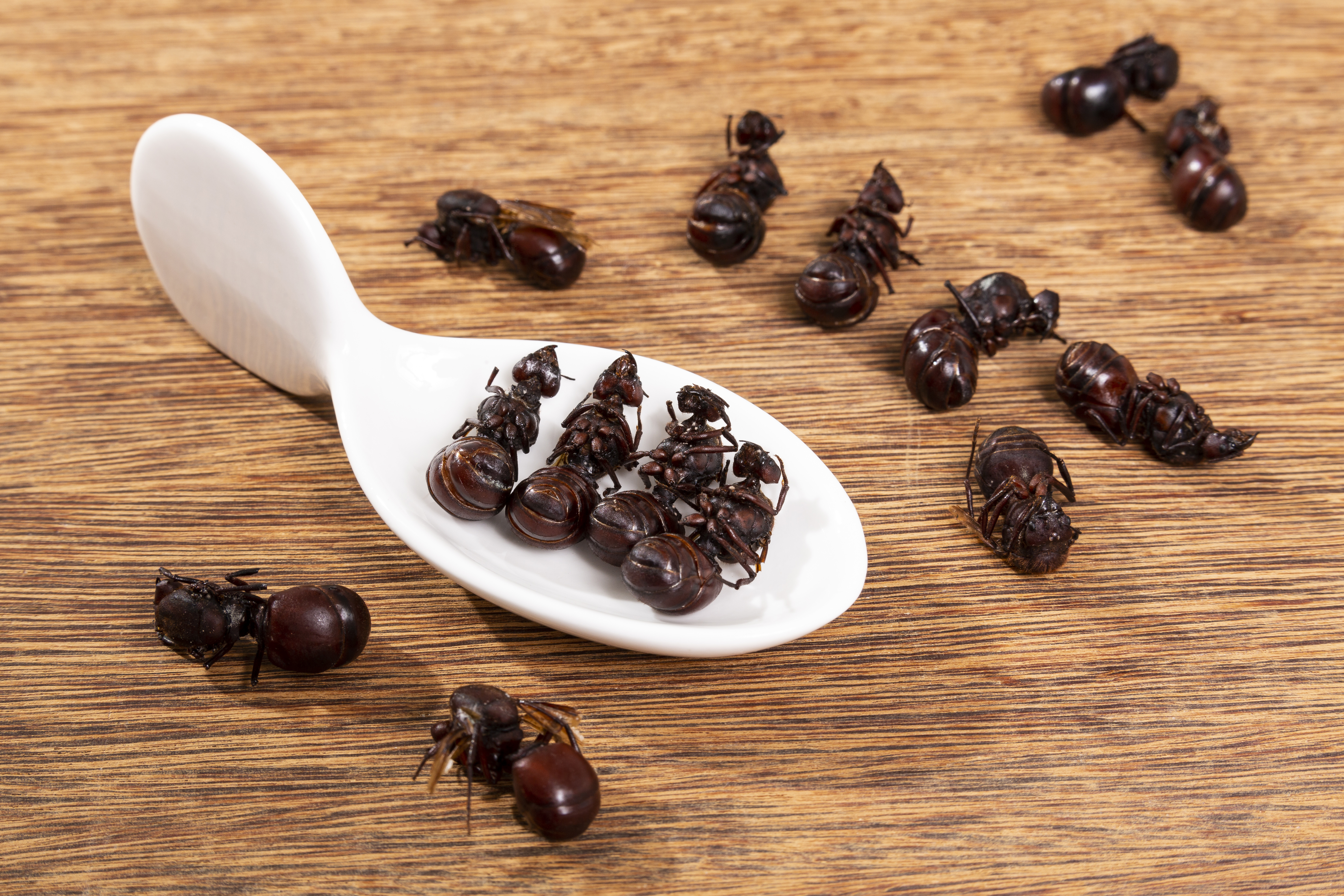 El reto de la hormiga culona, una iniciativa para rescatar su valor culinario