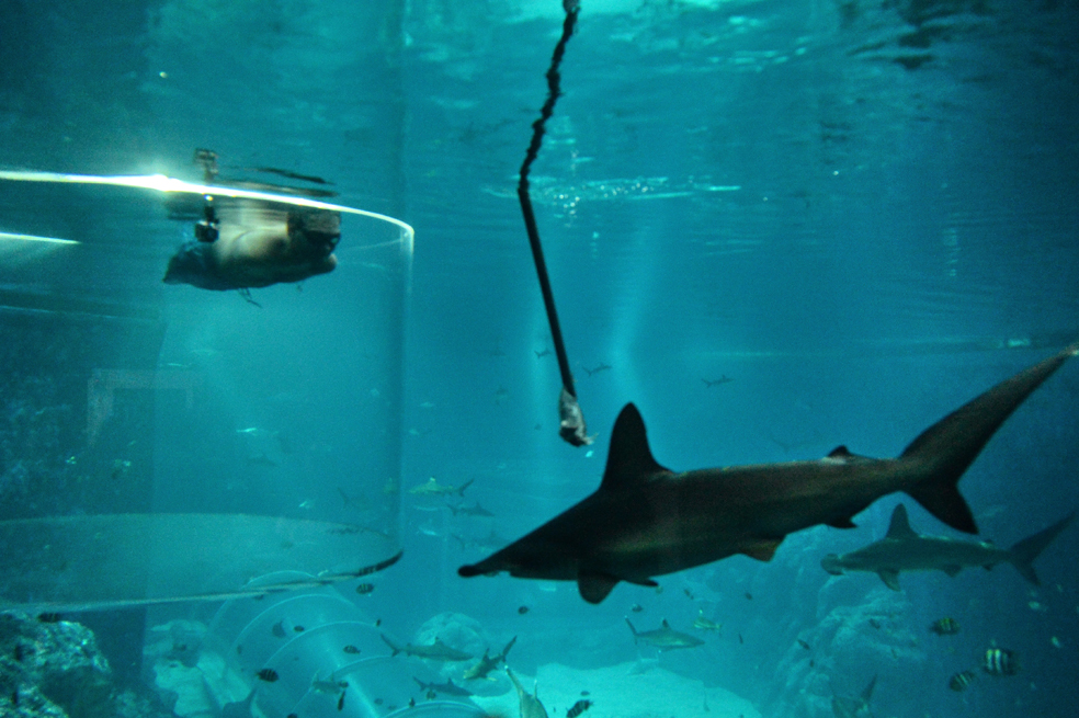 El hombre sin extremidades que se aventuró a nadar junto a tiburones