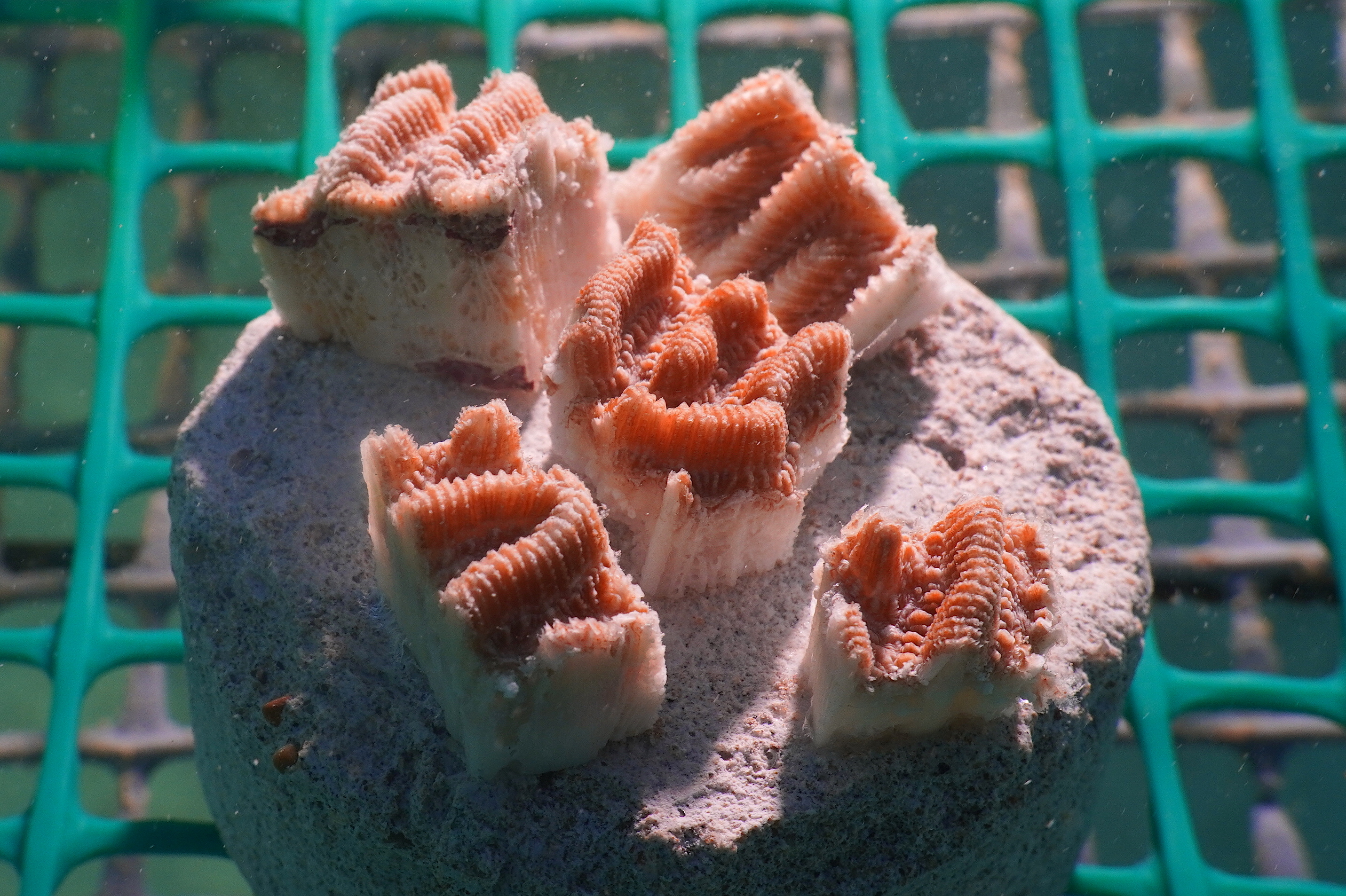 A través de la técnica de microfragmentación se promueve la reproducción asexual de ocho especies diferentes de corales que se encuentran en el Parque Nacional Natural Corales del Rosario.