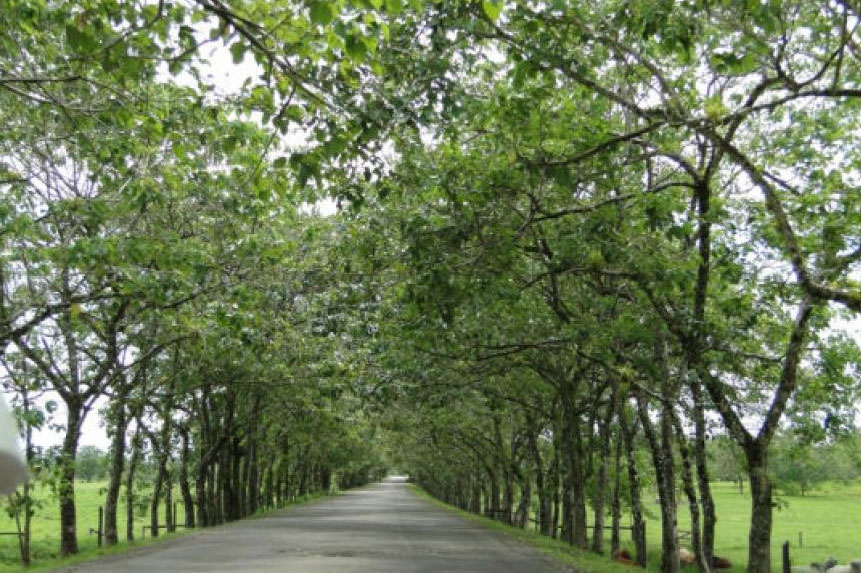 ¿Cómo detectar un árbol que esté a punto de caer?