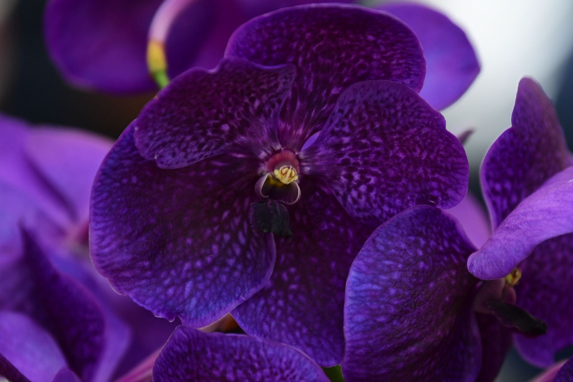 Orquídeas nacionales y mexicanas, las emblemáticas plantas que puede conocer en Bogotá