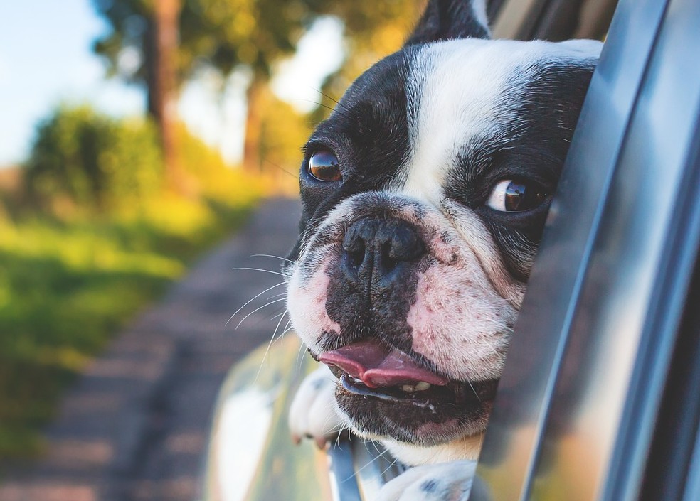 Si el perro tiene diabetes, es más probable que el dueño  tenga diabetes