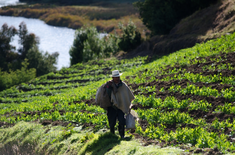 U. Nacional diseña sistema de riego para pequeños productores