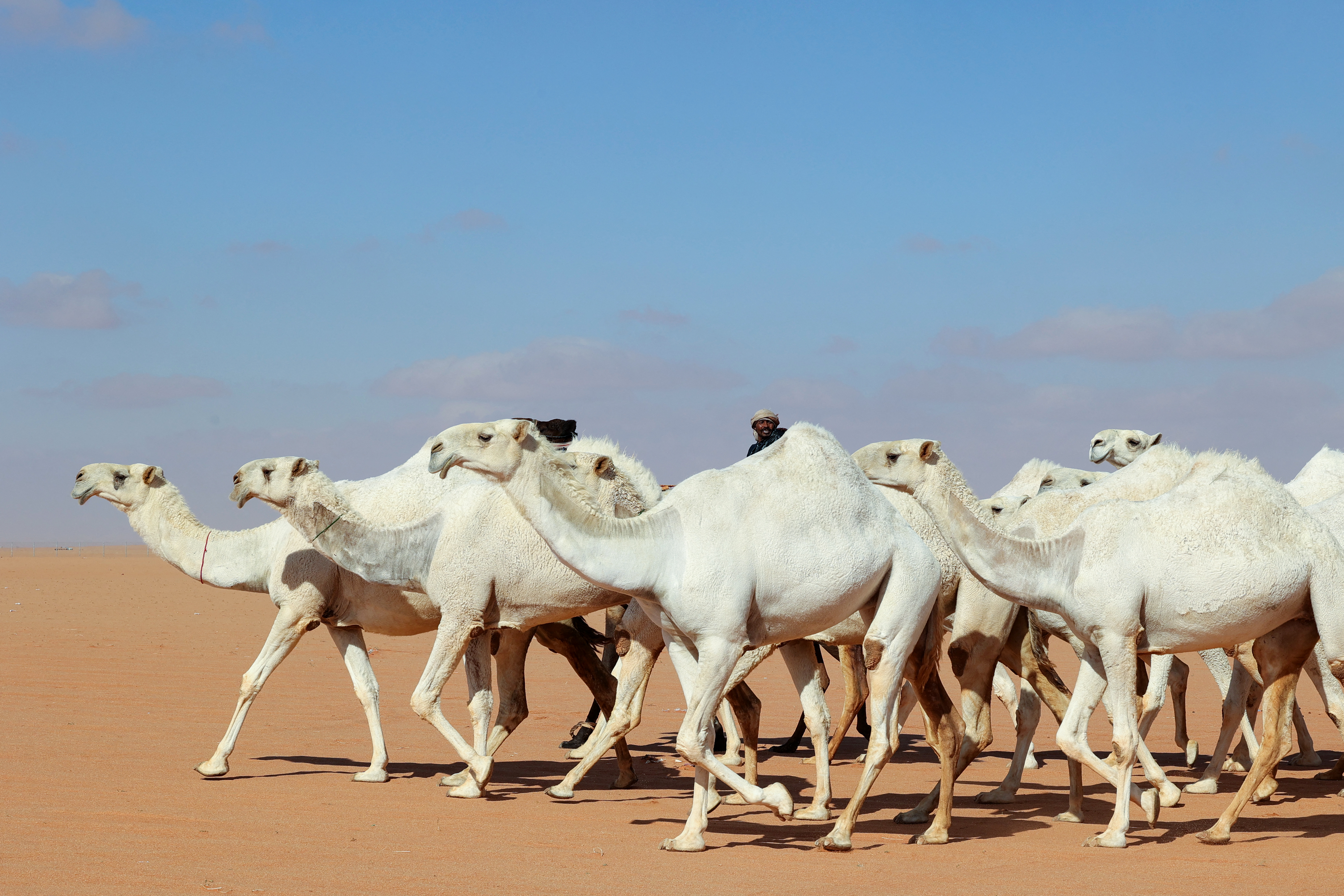 Saudi herder Mansour al-Qatula is pictured next to his animals during the annual King Abdulaziz Camel Festival in Rumah desert, northeast of the Saudi capital Riyadh, on January 10, 2023. - Qatula uses a mode of communication with camels, known as Alheda'a which was recently inscribed on UNESCO's list of intangible cultural heritage, highlighting the deep traditional connection between camels and inhabitants of the Arabian Peninsula. (Photo by Fayez Nureldine / AFP)