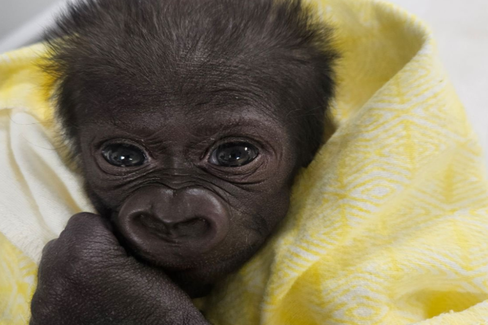 Jameela, un bebé gorila que nació gracias a un milagro