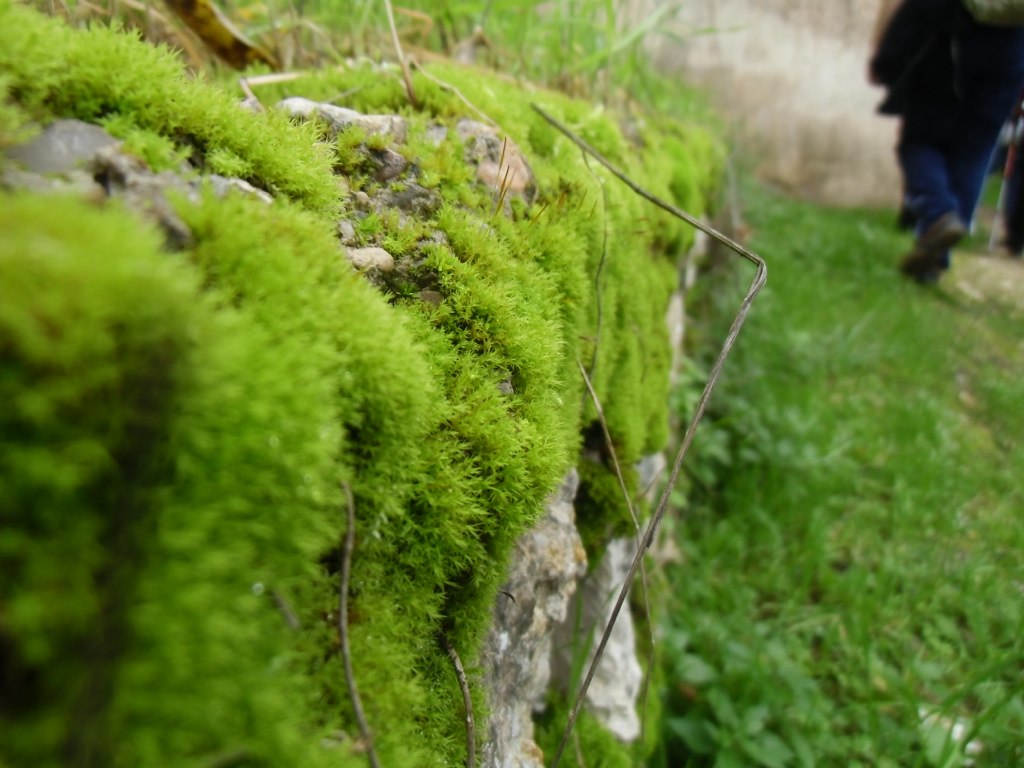Secretos del musgo: guía para sembrarlo en su jardín