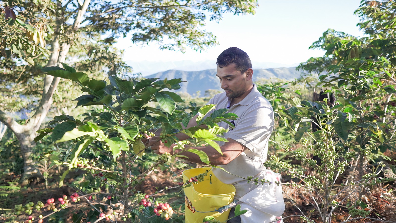 “La Chimilla”, el proyecto de café de exportación que siembra la paz en el César