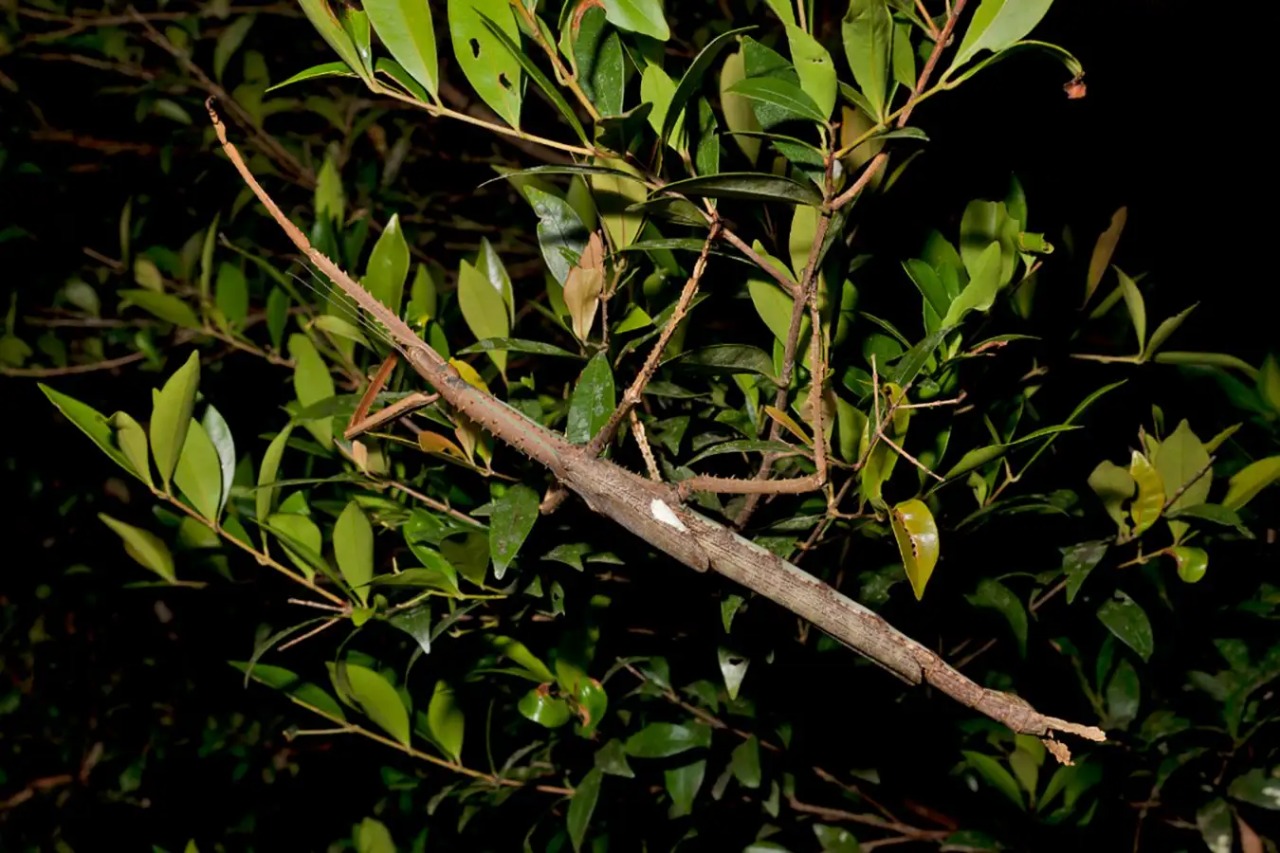 Científicos descubren una de las especies de insecto palo más pesadas del mundo