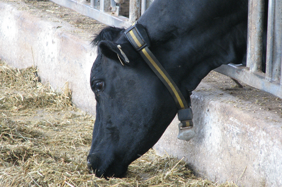 Vacunación bovina contra la fiebre aftosa y la brucelosis superó el 97%